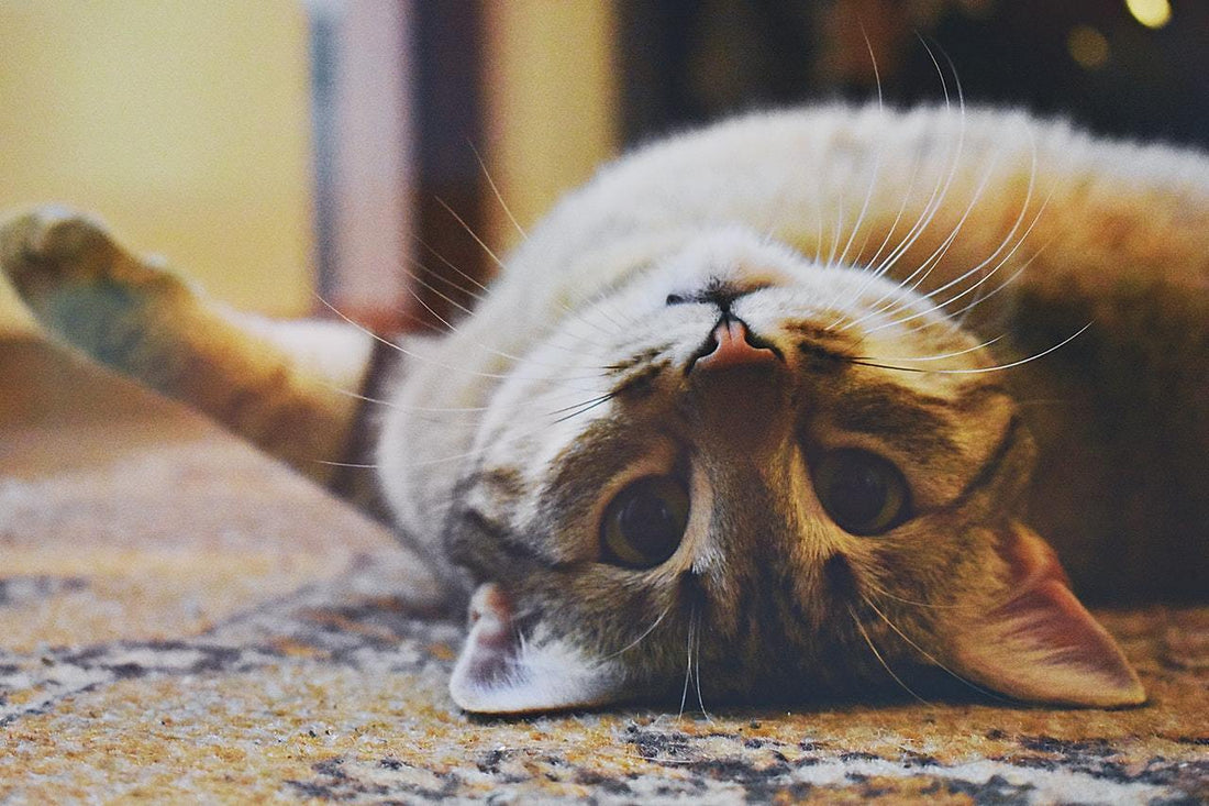 11 Telling Signs That Your Cat Is More Than Just A Pet