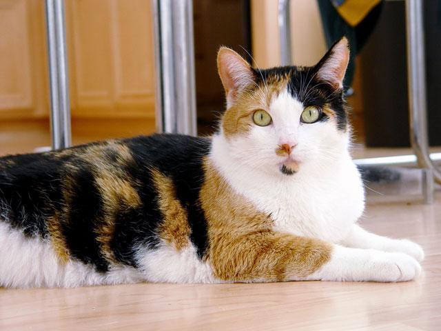 Unique Outstanding Things You Didn’t Know About Calico Cats