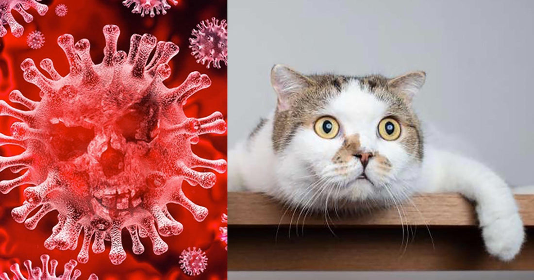 Cats and Coronavirus – Should You Be Worried?