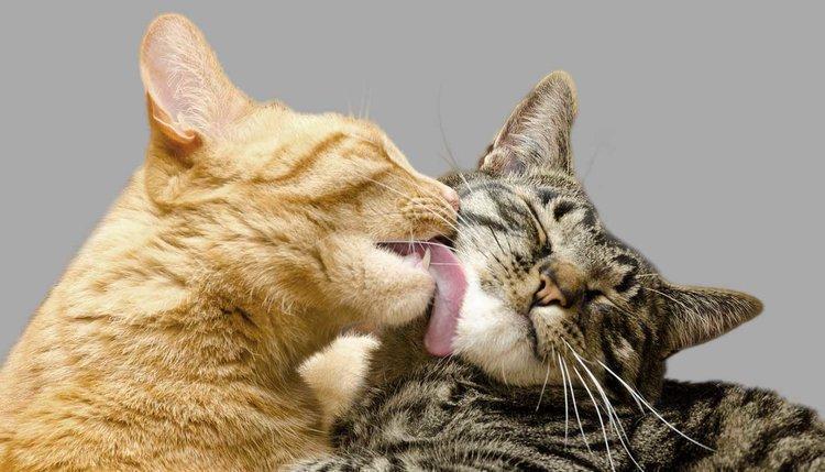 4 Reasons Why You Should Groom Your Cat