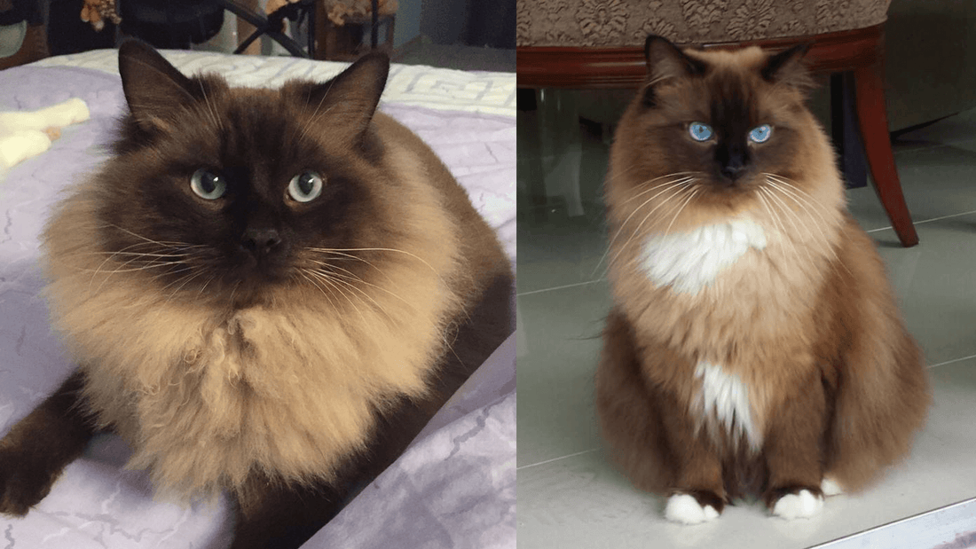 Mink Ragdoll Cats: The Ultimate Guide