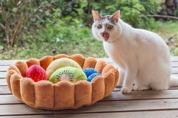 Fruit Tart Cat Bed - Wonderful Cats