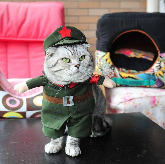 Cat Costumes - Wonderful Cats