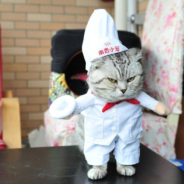 Cat Costumes - Wonderful Cats