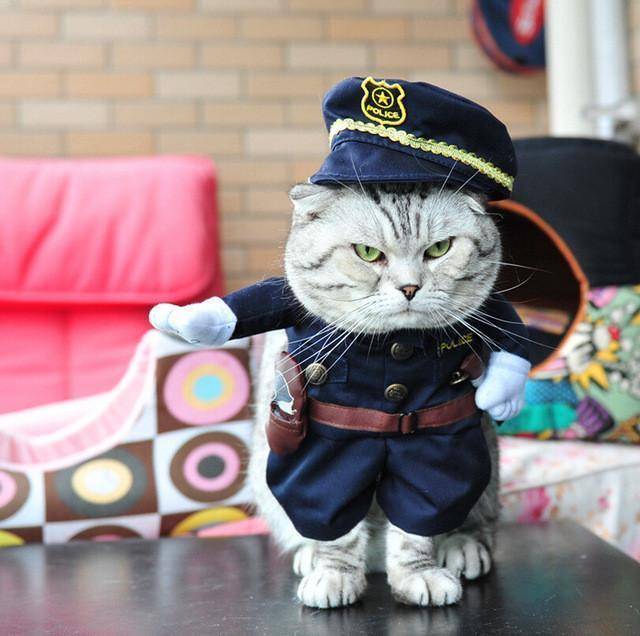 Cat Costumes - Wonderful Cats