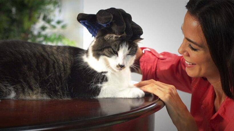 Grooming Massage Magic - Wonderful Cats