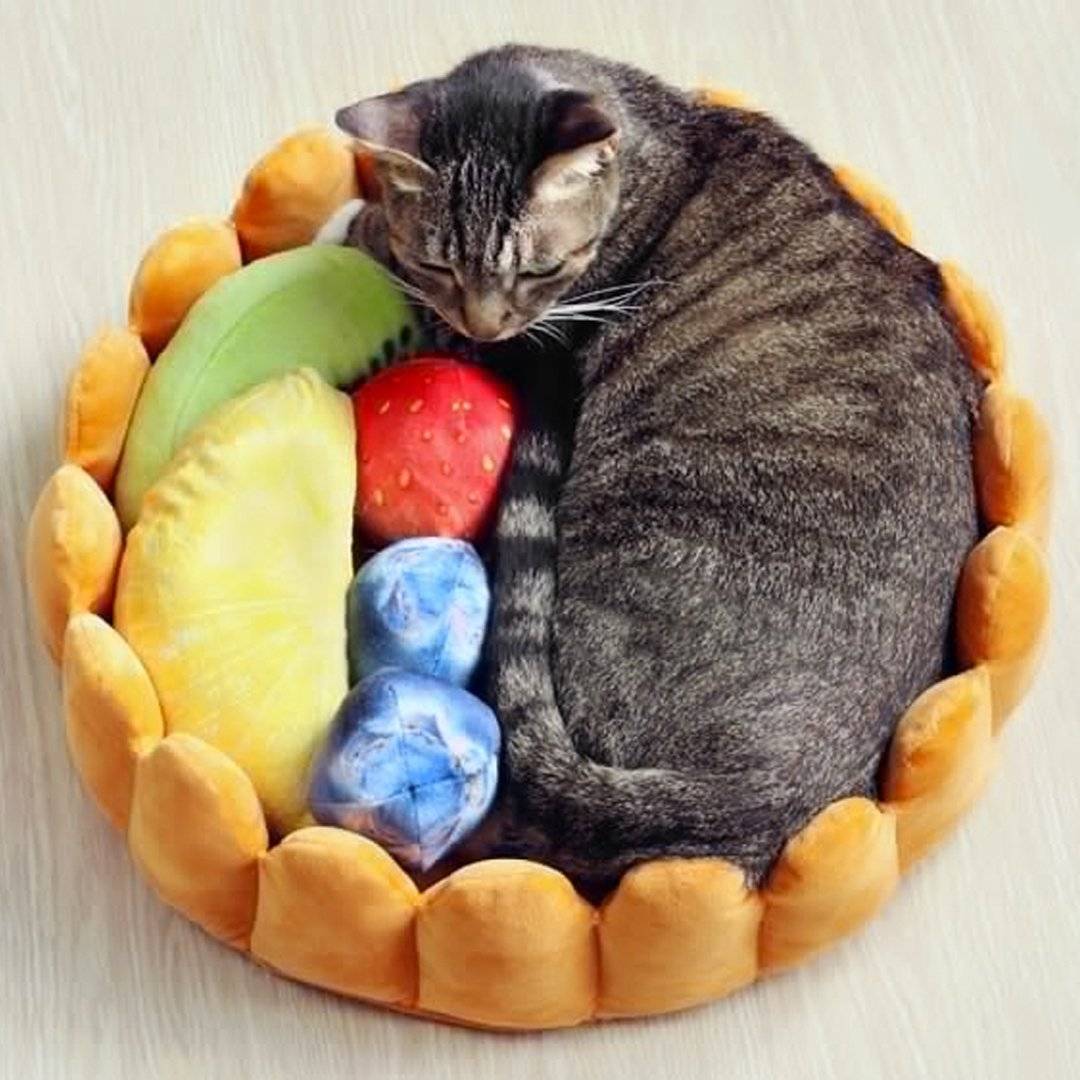 Fruit Tart Cat Bed - Wonderful Cats