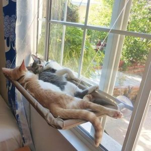Cat Window Seat Hammock - Wonderful Cats
