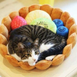 Fruit Tart Cat Bed - Wonderful Cats