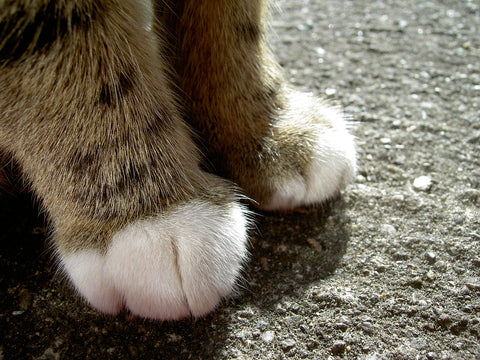 cat feet