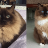 Mink Ragdoll Cats: The Ultimate Guide