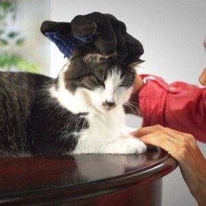 Grooming Massage Magic - Wonderful Cats